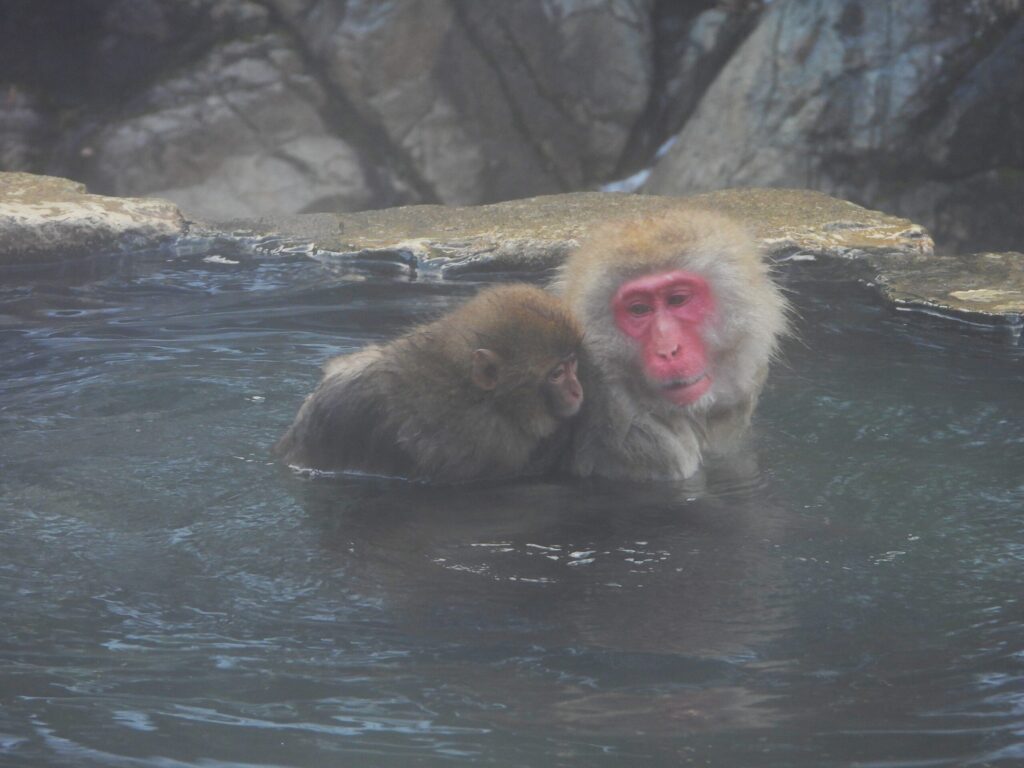 Adult Japanese macaque and juvenile soaking together in a hot spring, with steam rising from the water in a winter setting.