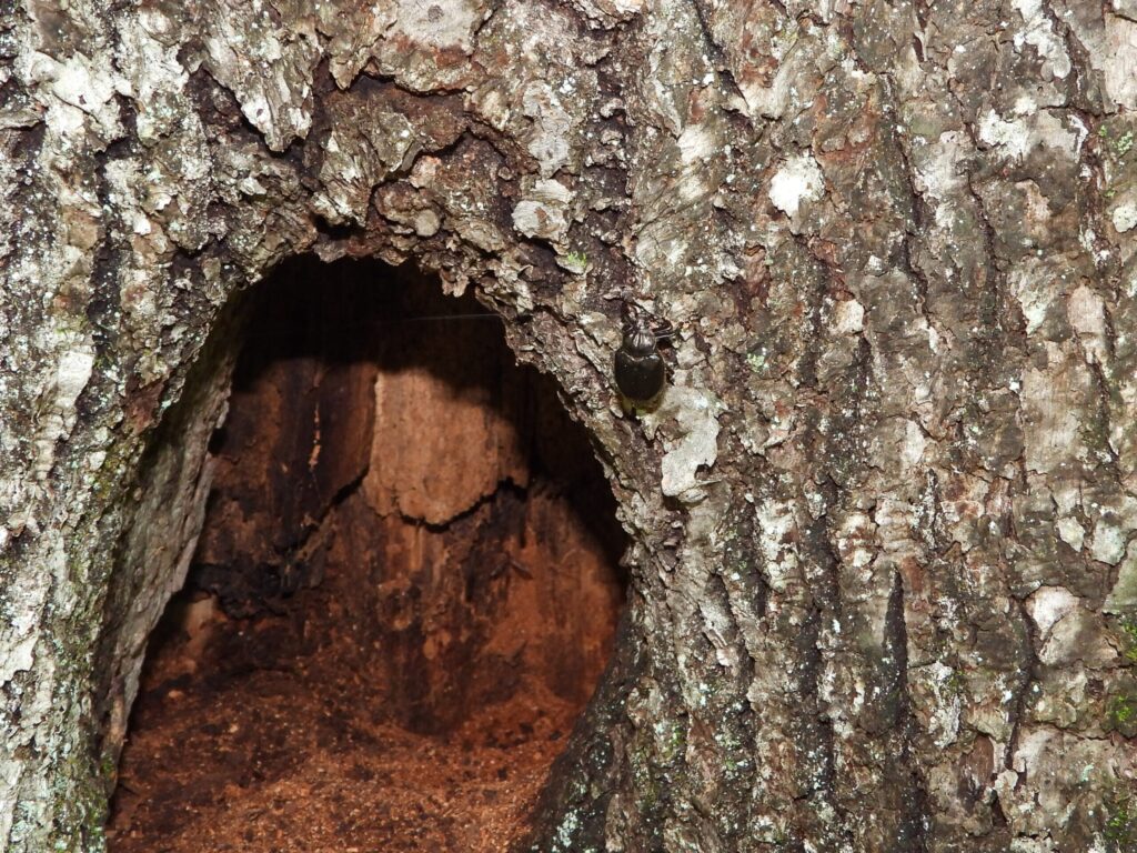 Osmoderma opicum found near a tree hollow, its typical habitat in mature Japanese forests