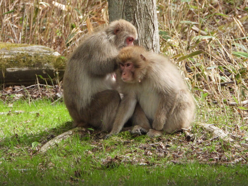Japanese macaques grooming each other on the forest floor in spring, showing close social bonding behavior