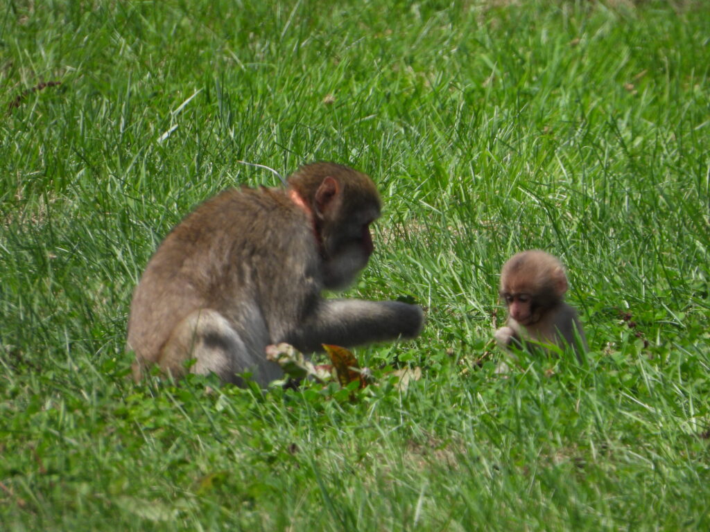 Adult Japanese macaque interacting with a young infant on grassy ground in early summer