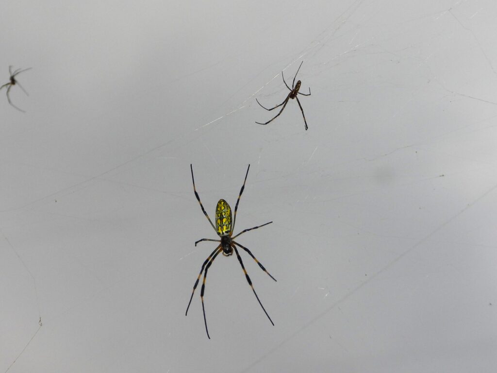 Female Joro spider (Trichonephila clavata) on a large orb web with much smaller male nearby, showing strong sexual size difference