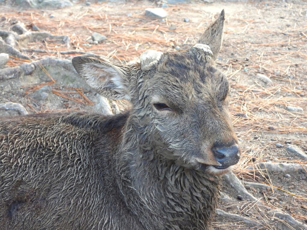 Male Japanese sika deer after annual antler cutting in Nara Park