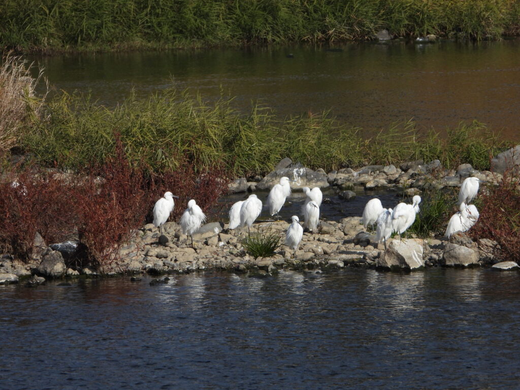A group of little egrets standing together on a rocky riverbank, with shallow flowing water and riverside vegetation in Japan