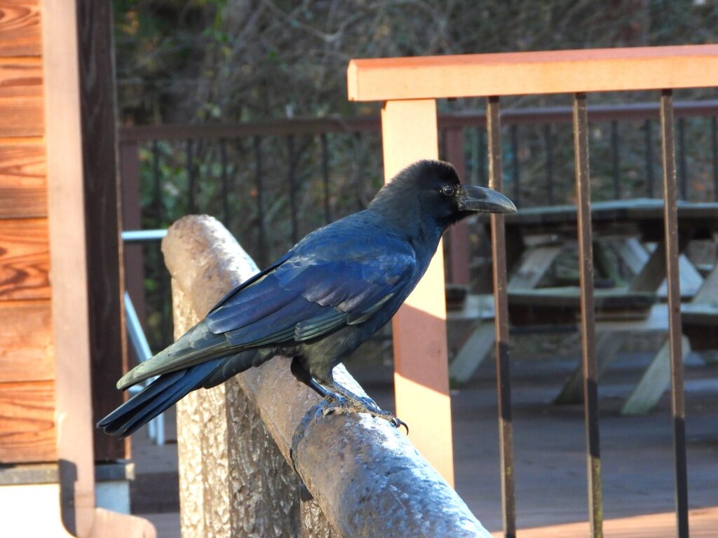 Large-billed Crow perched on a wooden railing in Japan, showing its thick bill and glossy black feathers