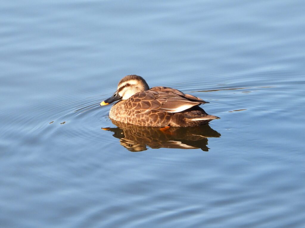 Spot-billed Duck swimming calmly on a blue pond, showing brown patterned plumage and clear reflection on the water surface