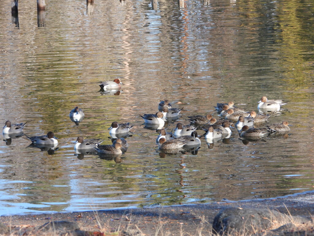 Flock of Northern Pintails gathered on a winter pond in Japan, with males and females resting closely together on open water.