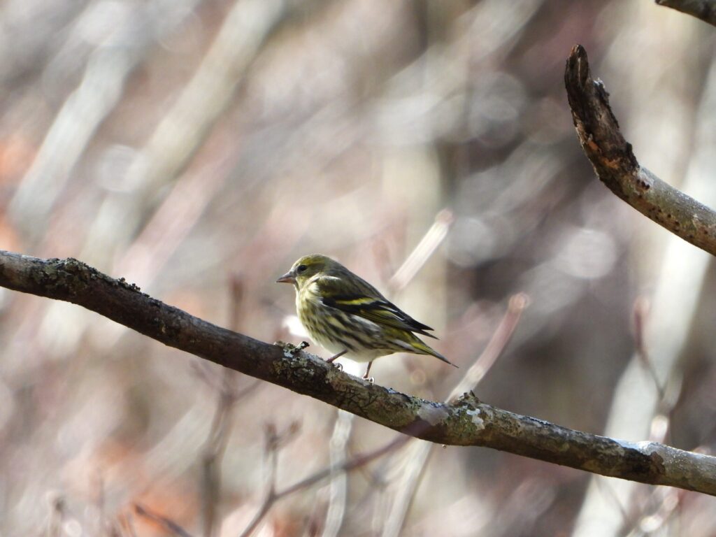 Eurasian siskin resting on a bare branch, with streaked underparts and subtle yellow markings in a winter forest