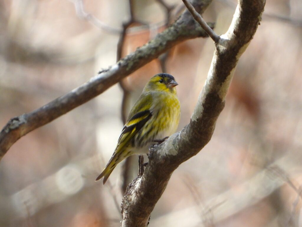 Eurasian siskin perched on a tree branch in winter woodland, showing yellow-green plumage and black-and-yellow wing pattern