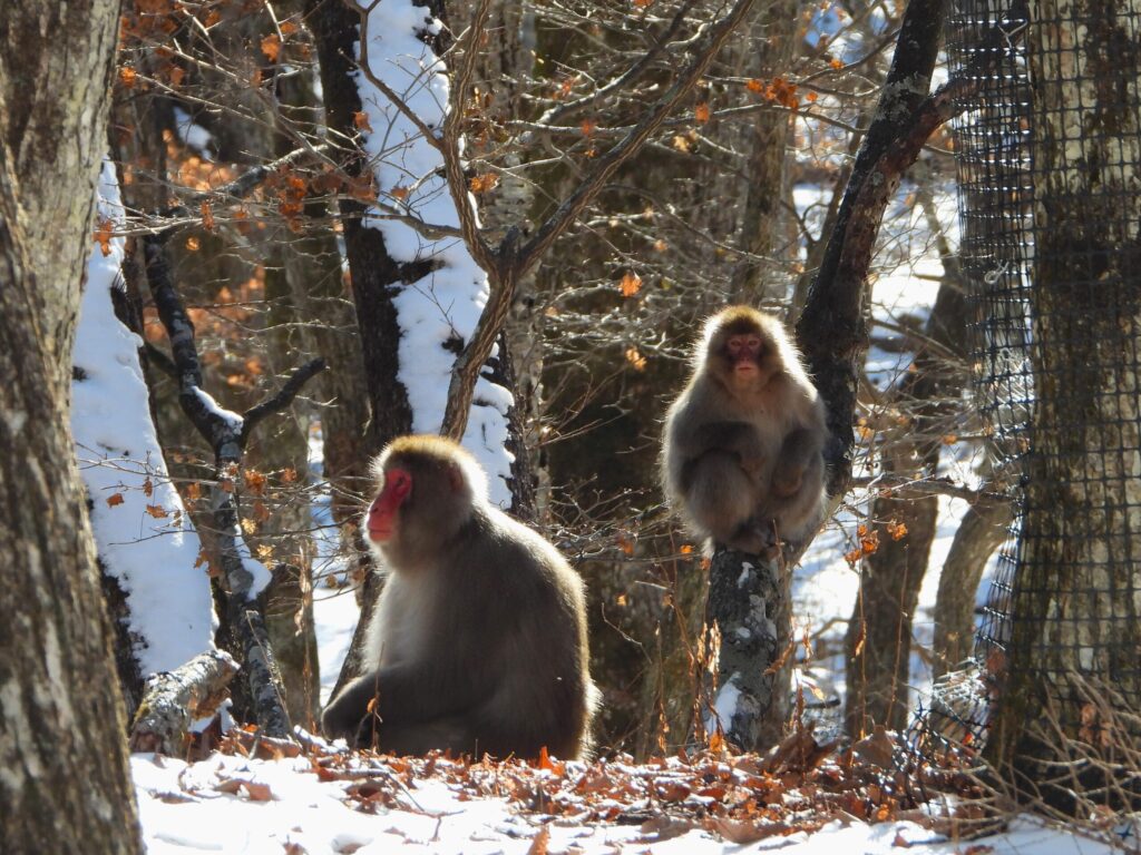 Japanese macaques sitting quietly in a snowy forest in winter, surrounded by bare trees and fallen leaves