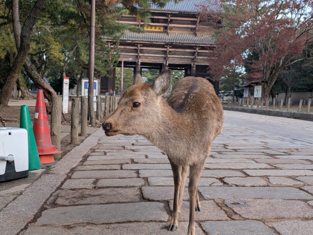 Japanese sika deer standing on a stone road in Nara Park, with historic temple gates in the background