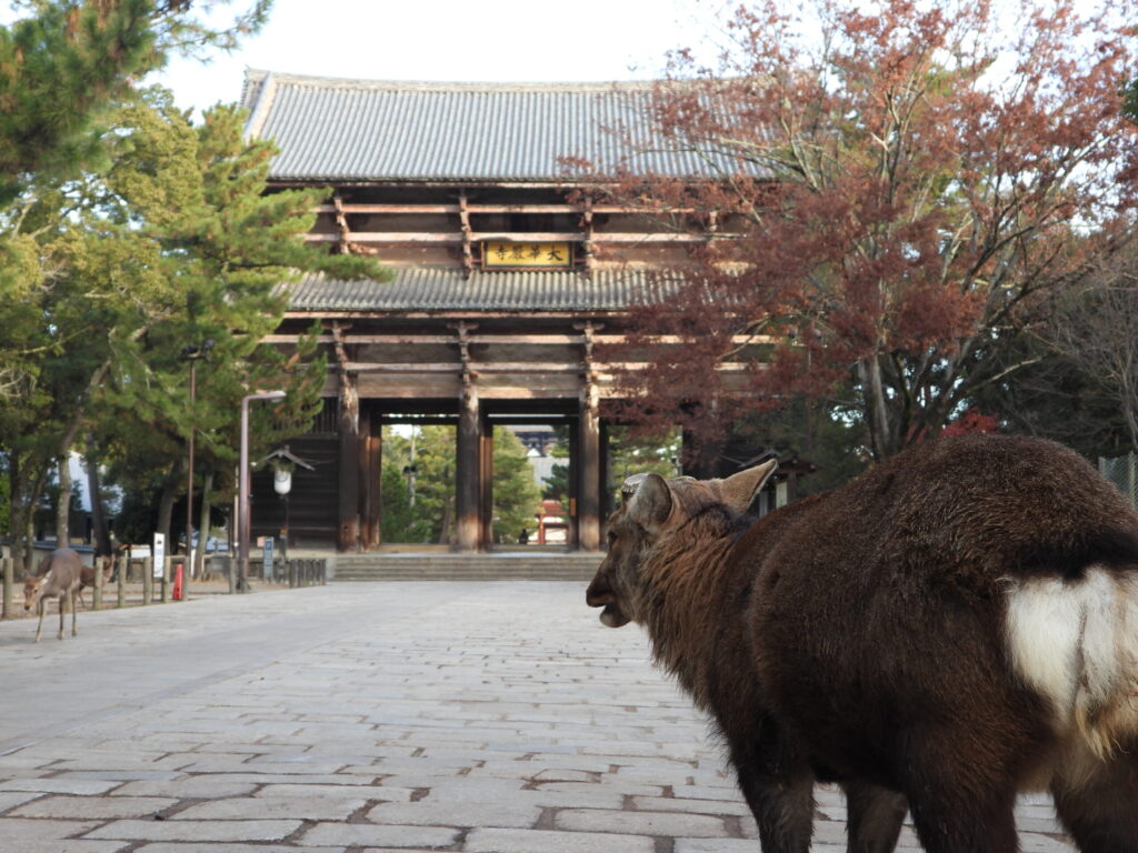 A deer walking in Nara