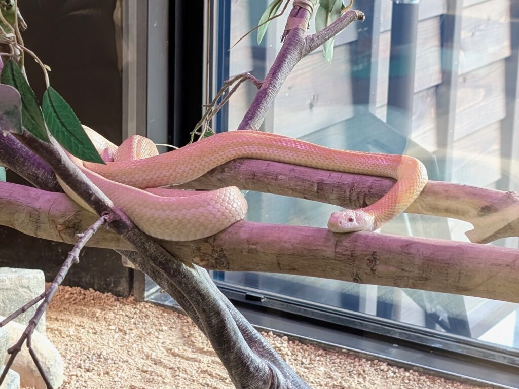 Real white snake on display inside the Iwakuni White Snake Museum, Japan