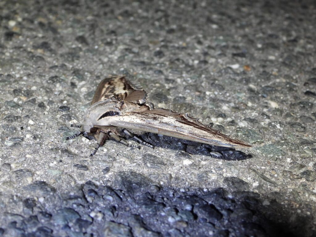 Apple hawkmoth (Langia zenzeroides nawai) resting on an asphalt road in Japan, showing its thick, heavy body and bark-like camouflage pattern