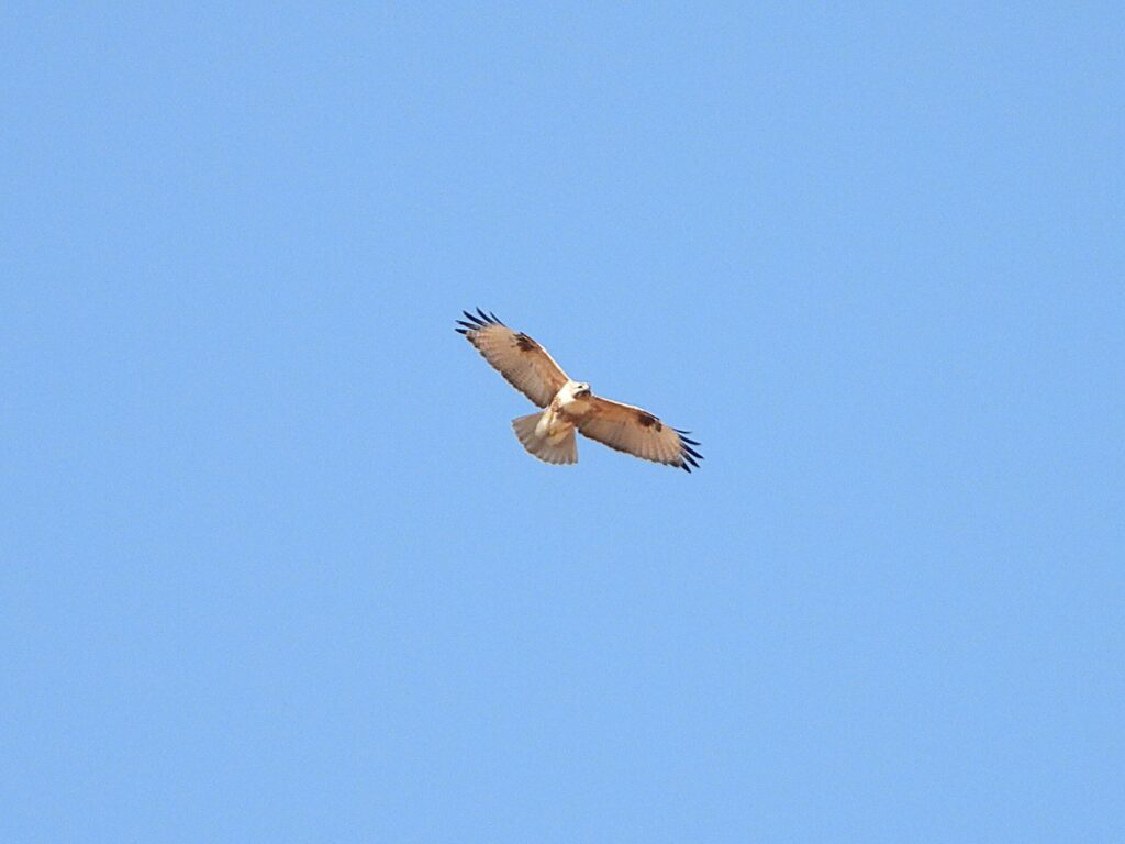 Eastern Buzzard (Buteo japonicus) soaring over open countryside in Japan, showing broad wings and typical buzzard flight shape