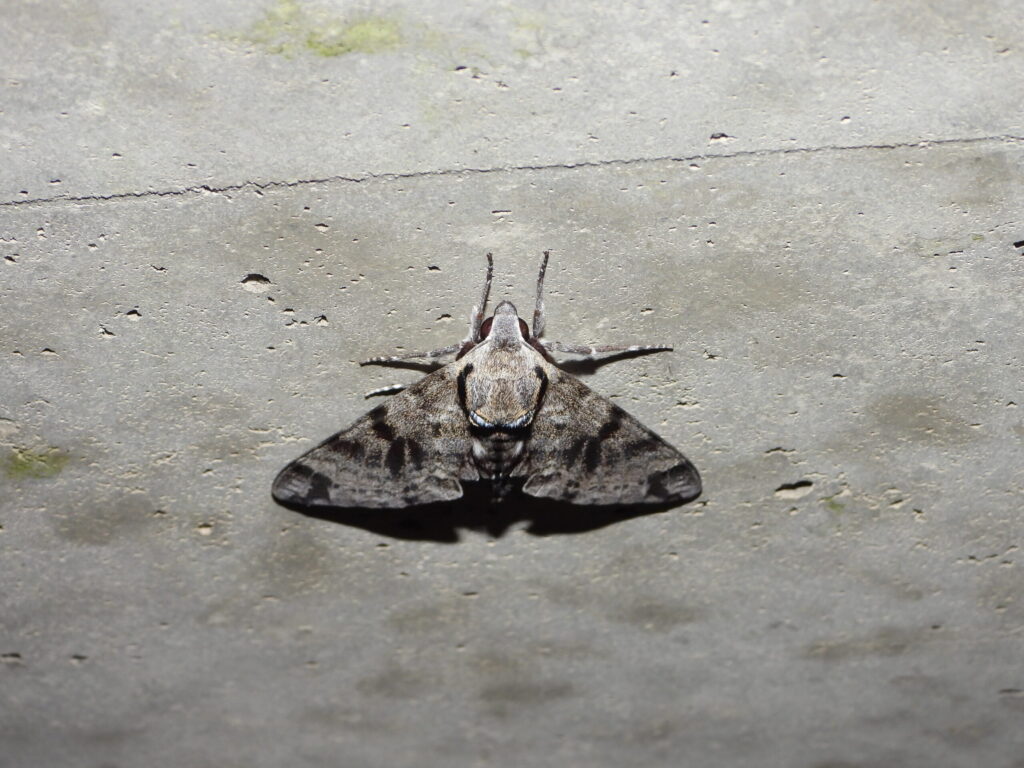 Front view of Meganoton analis (Ezo-shimofuri-suzume) at rest, highlighting the bark-like wing pattern and thick body.