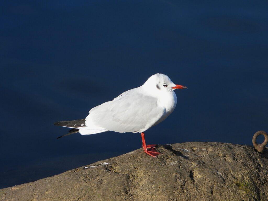 Black-headed Gull (Yurikamome) in winter plumage with red bill and legs, standing by water in Japan
