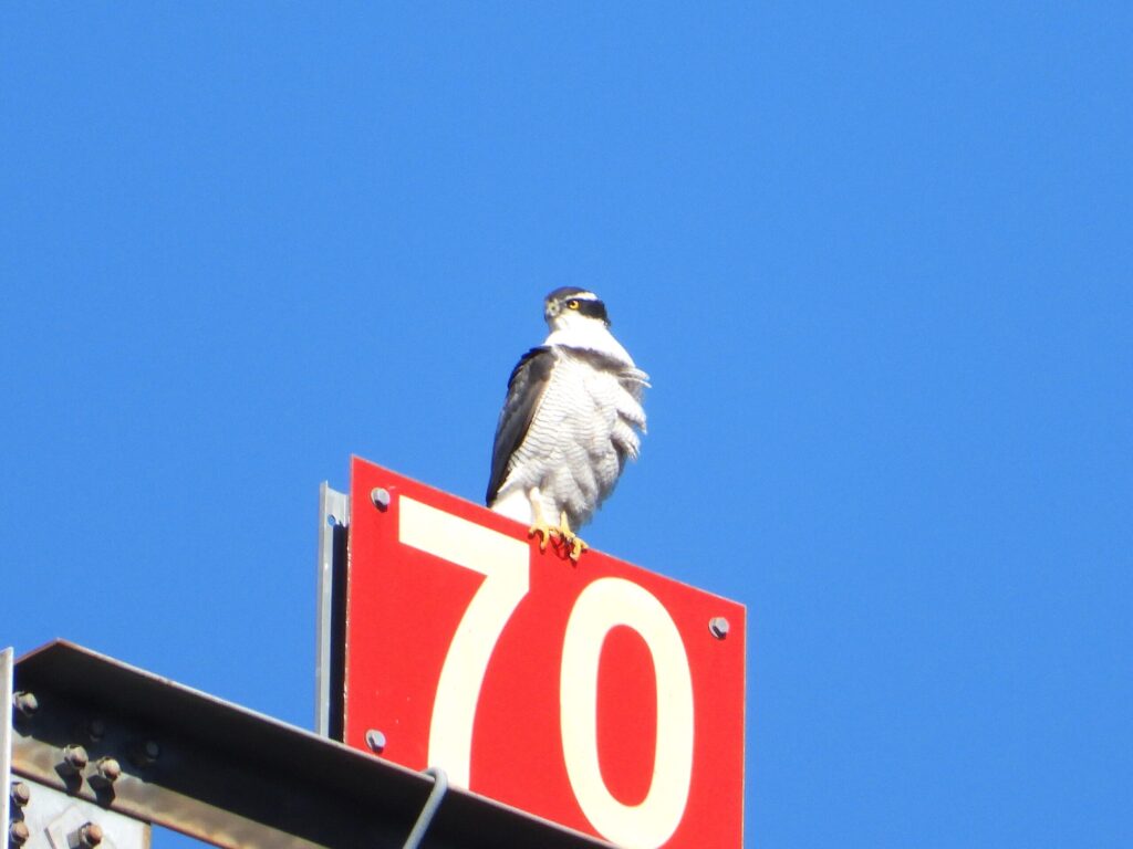 Northern Goshawk (Accipiter gentilis) perched on a sign against a blue sky in Japan