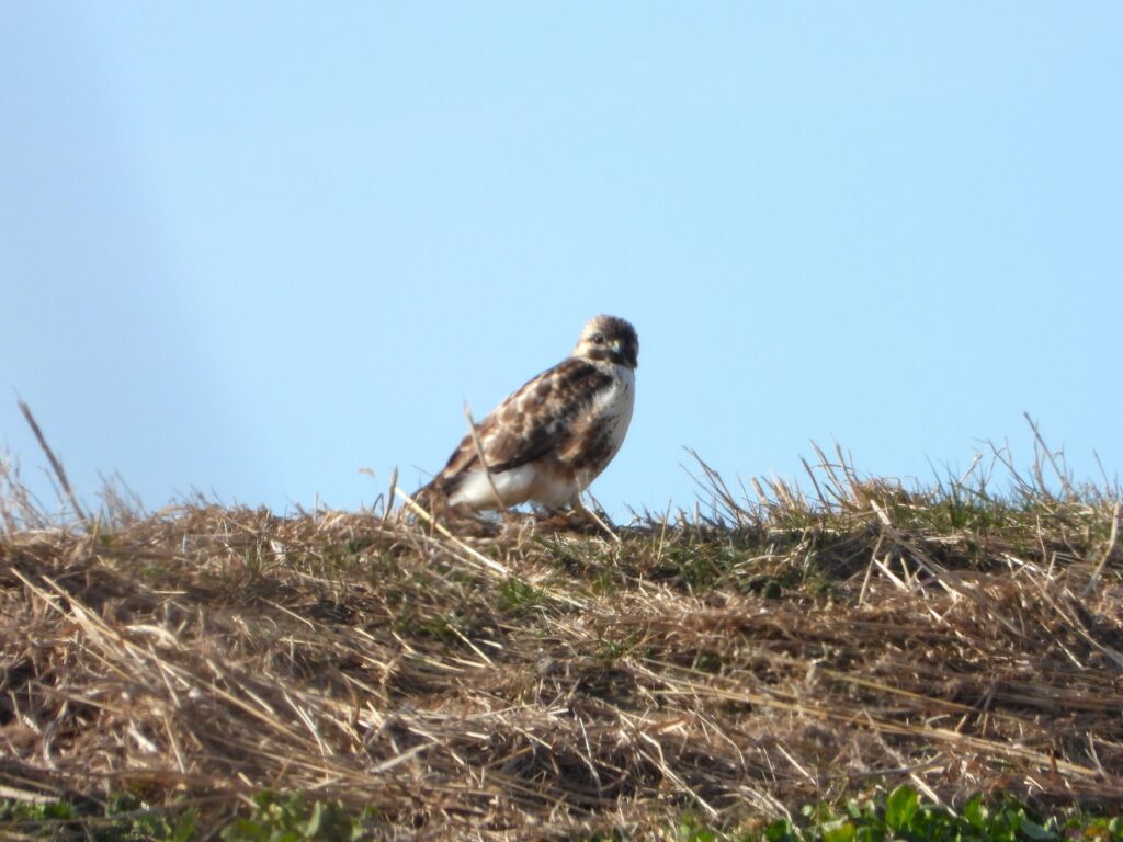 Eastern Buzzard (Buteo japonicus) perched on grassy ground in Japan, showing its gentle facial expression and mottled plumage