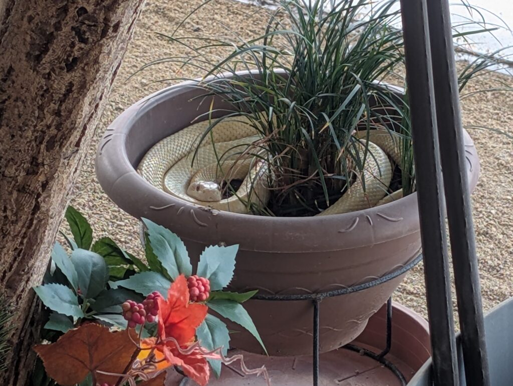 Close-up of a white snake on display at Iwakuni White Snake Museum in Japan