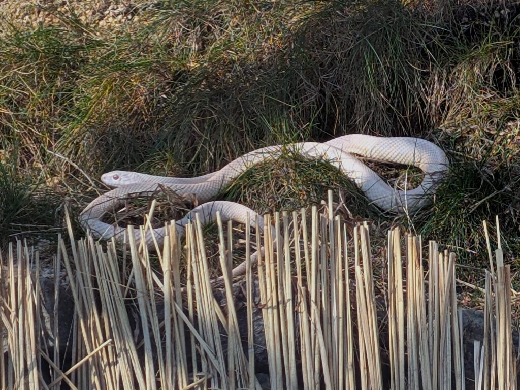 White snake seen at Iwakuni White Snake Museum in winter, outdoor enclosure