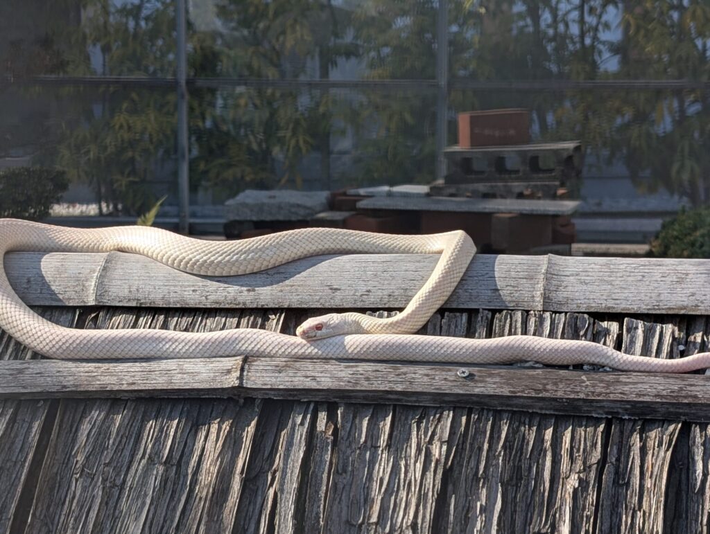 Real white snake at Iwakuni White Snake Museum, protected albino Japanese rat snake