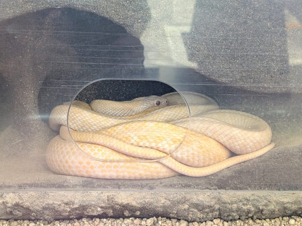 White snake resting in a winter shelter at the Iwakuni White Snake Museum