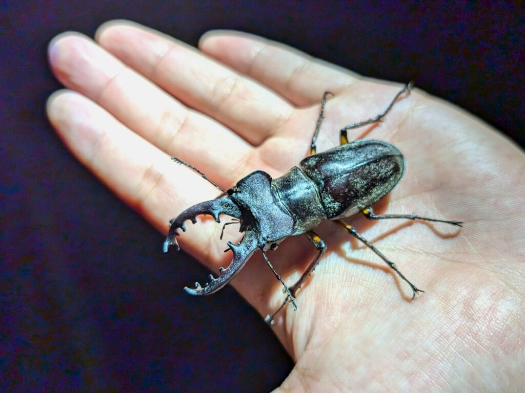 Male Miyama stag beetle resting on a person’s hand in Japan