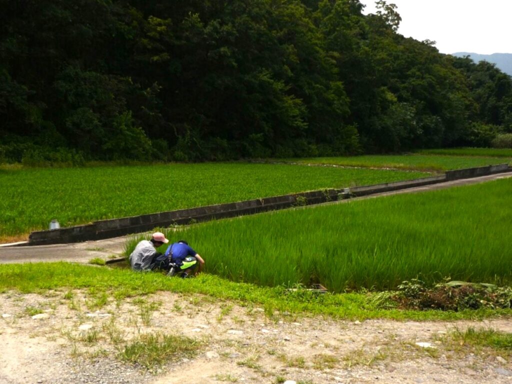 People observing wildlife in a rice field irrigation canal in Japan
