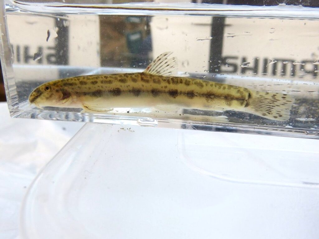 A striped loach found in a rice field irrigation channel in Japan
