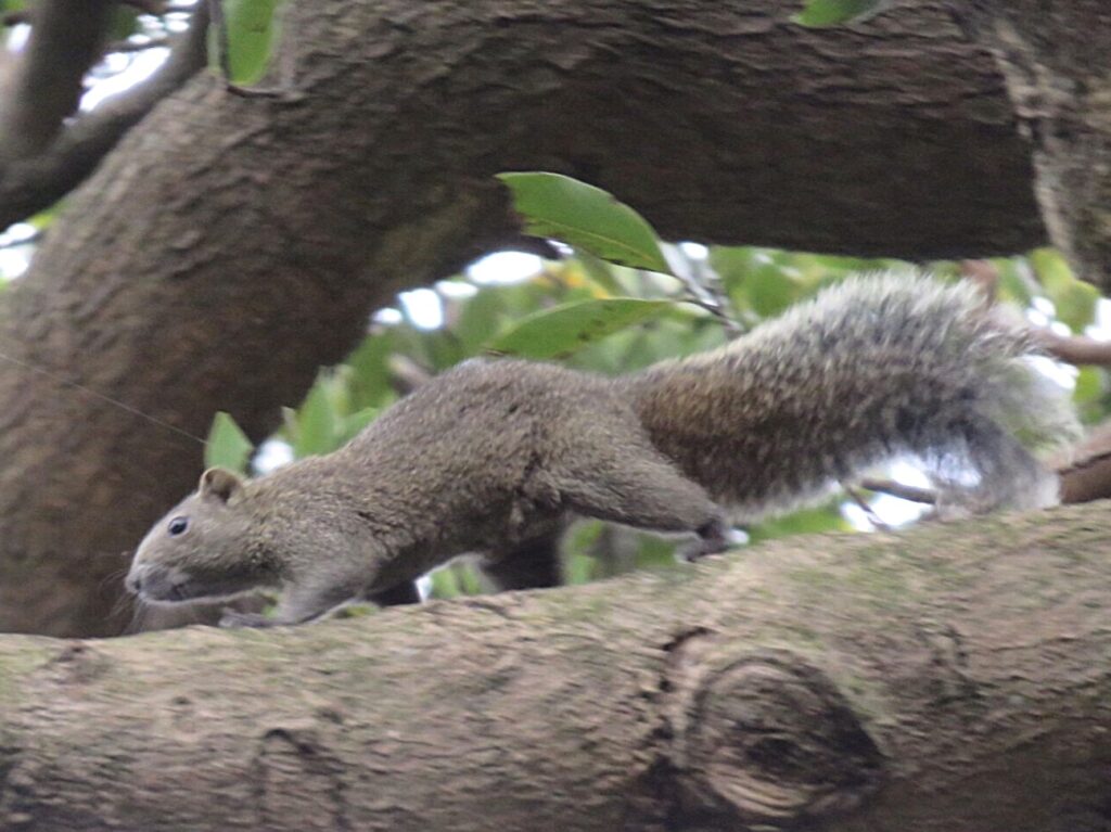 Pallas’s squirrel (introduced species) in Kamakura, Japan, moving along a tree branch