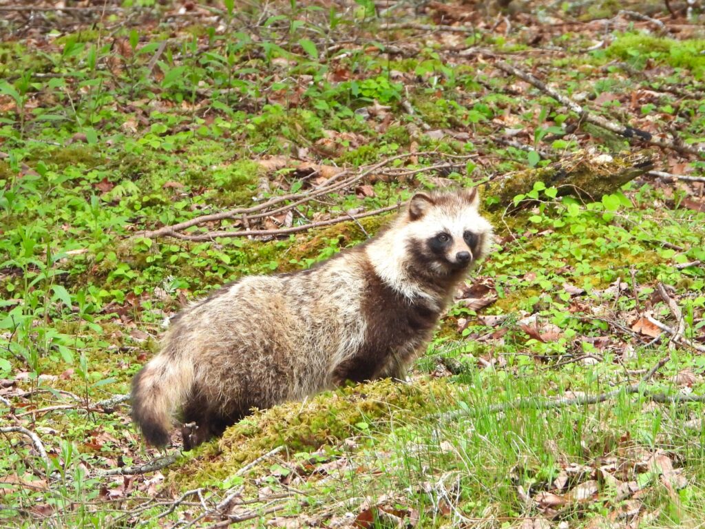 Japanese raccoon dog (Nyctereutes procyonoides viverrinus) walking across grassy forest floor in Japan