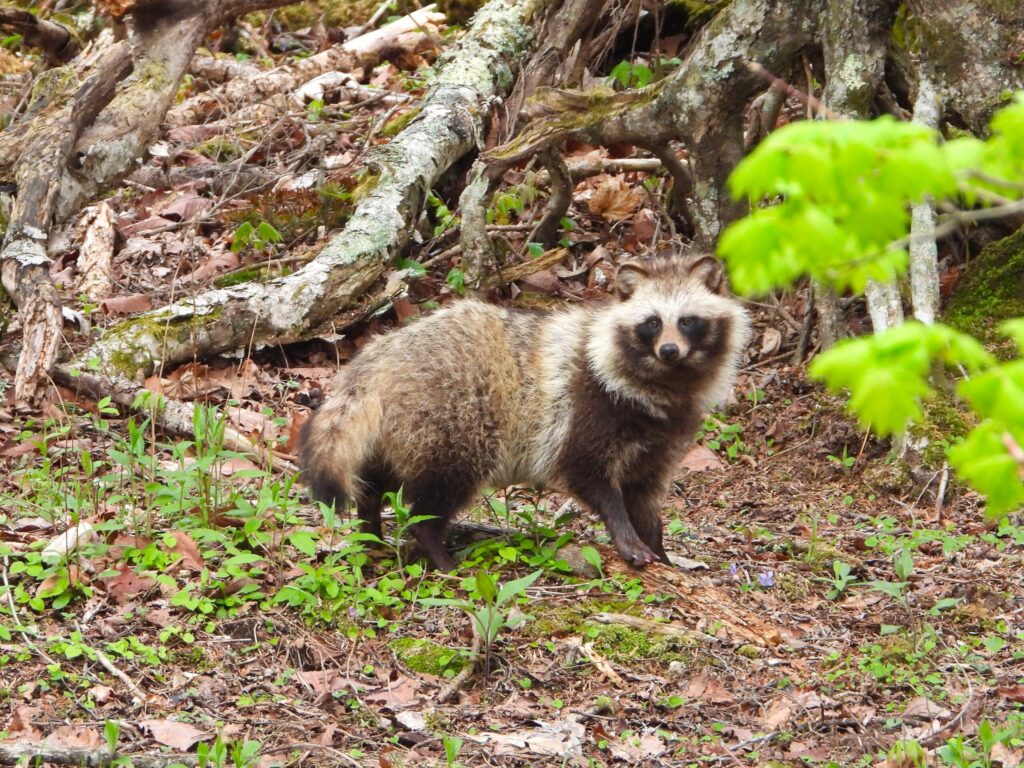 Japanese raccoon dog (Nyctereutes procyonoides viverrinus) standing in forest habitat in Japan