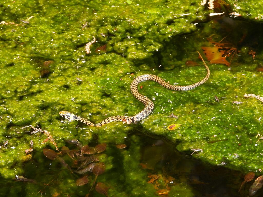 Tiger keelback snake on moss near water in Japan