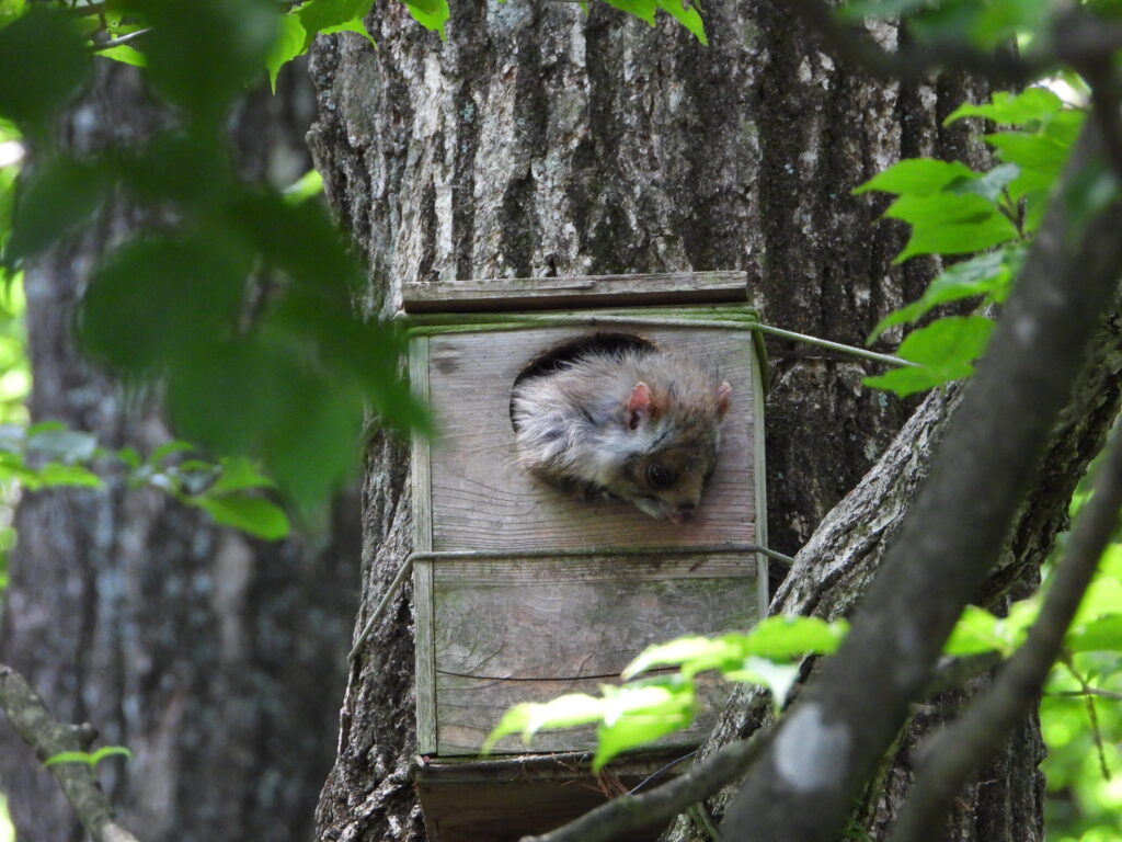 Below a nest box, a Japanese giant flying squirrel peeks down.