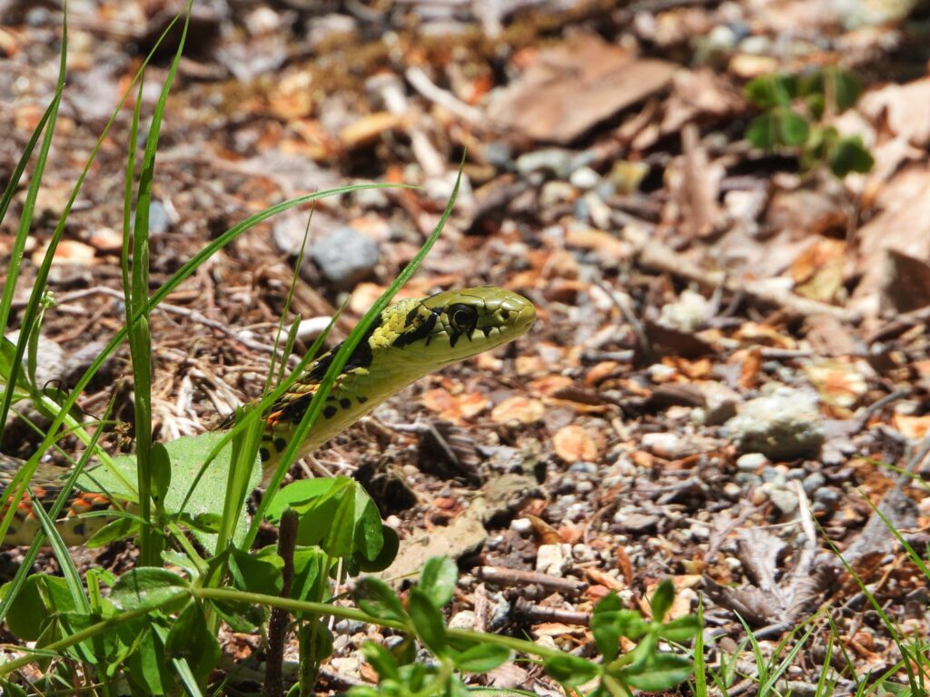 Tiger keelback snake (Rhabdophis tigrinus) camouflaged among leaves