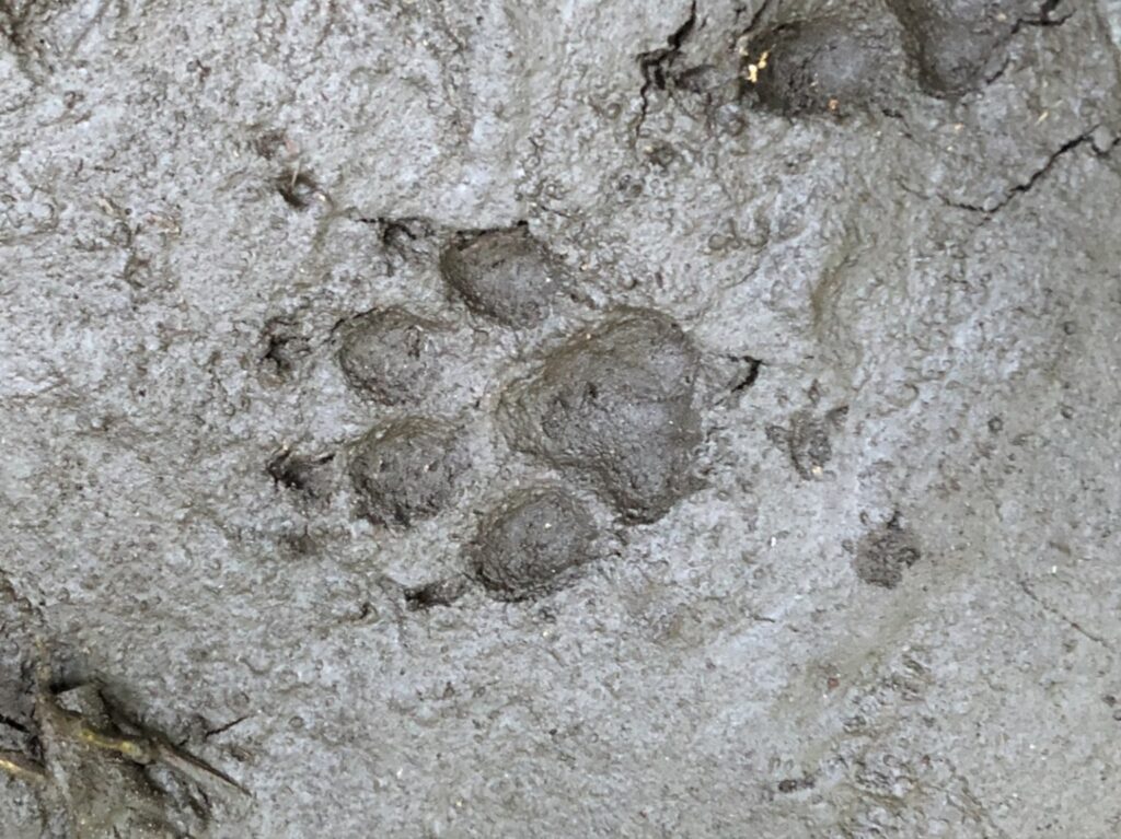 Japanese raccoon dog footprints on muddy ground in Japan