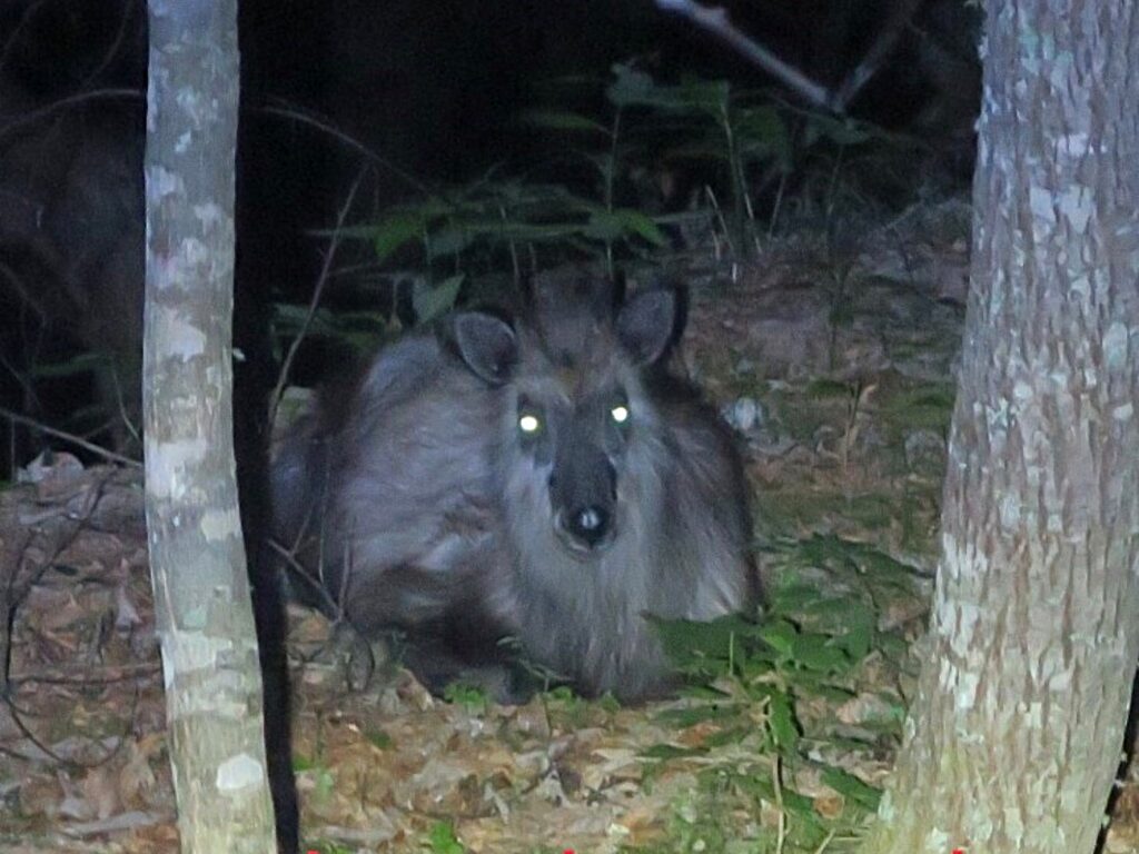 Close-up of a Japanese serow resting in the forest at night with glowing eyes under flashlight