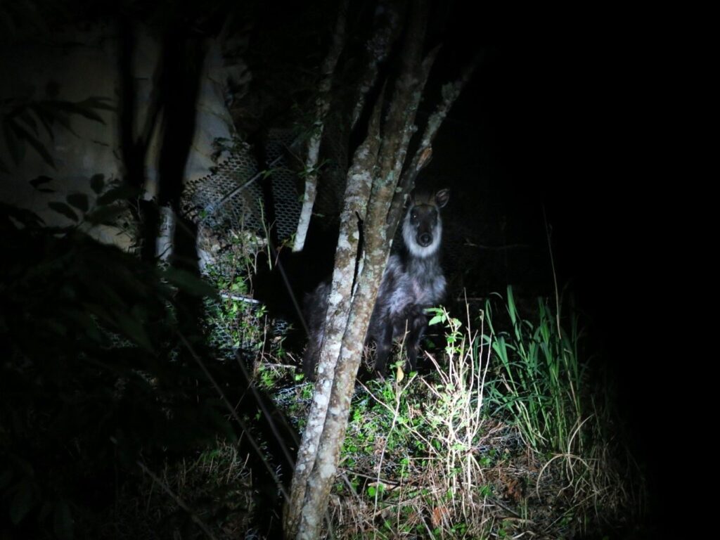 Japanese serow standing on a forest slope at night, illuminated by flashlight in a mountain habitat