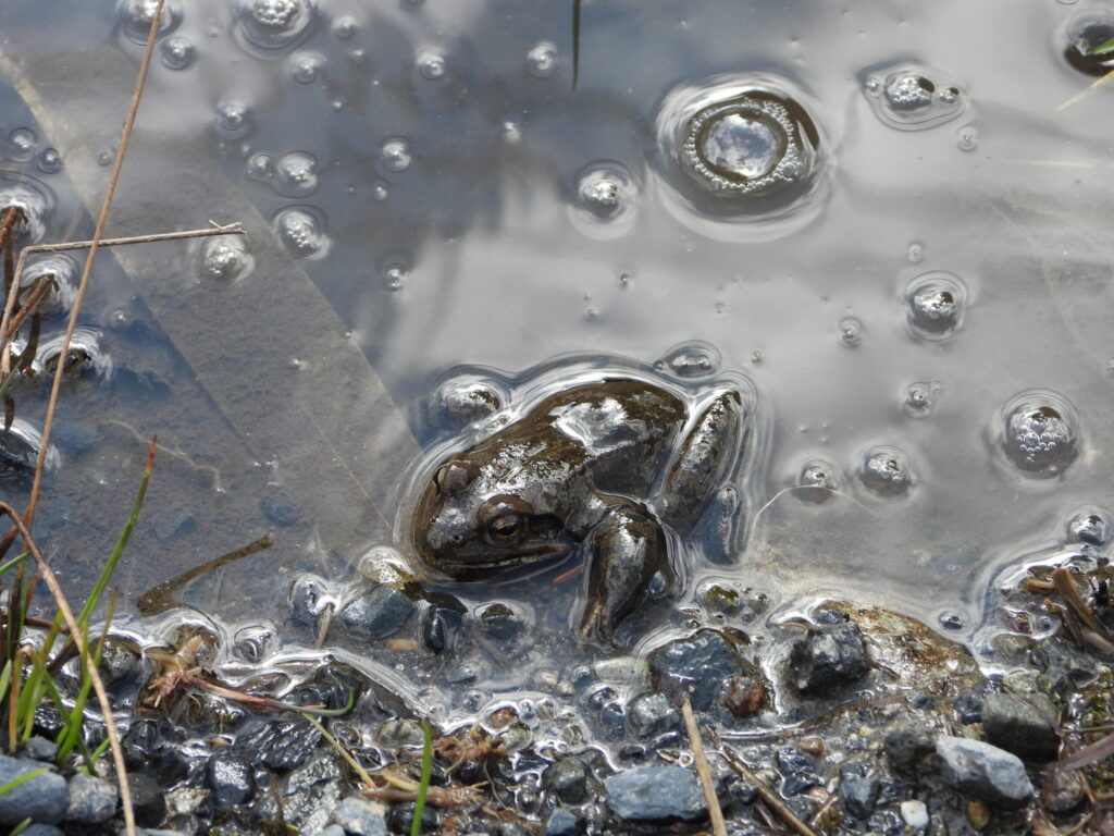 Montane brown frog (Rana ornativentris) in shallow water during breeding season