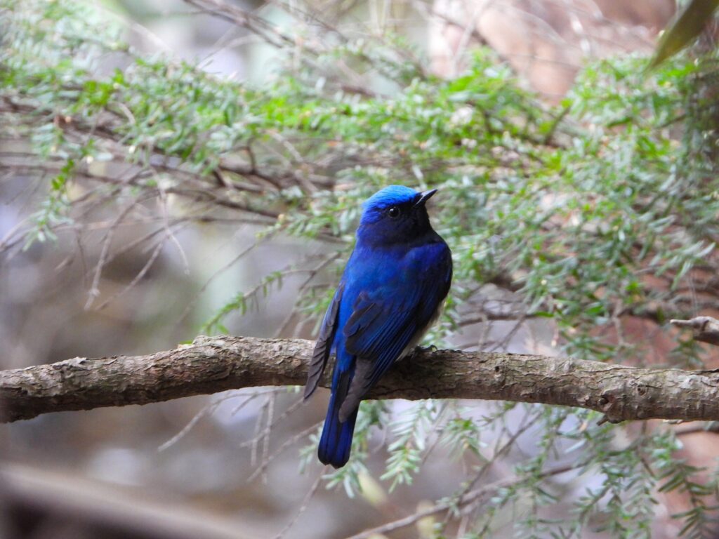 blue bird perched on a tree branch in a forest in Japan