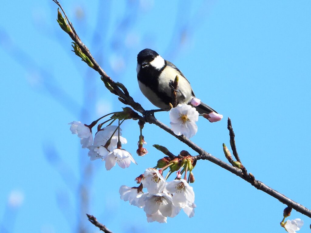 Japanese tit perched on cherry blossom branch under blue sky in spring Japan