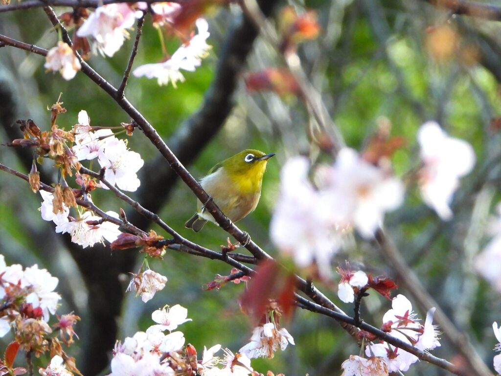 Japanese white-eye perched on cherry blossom branch in spring Japan