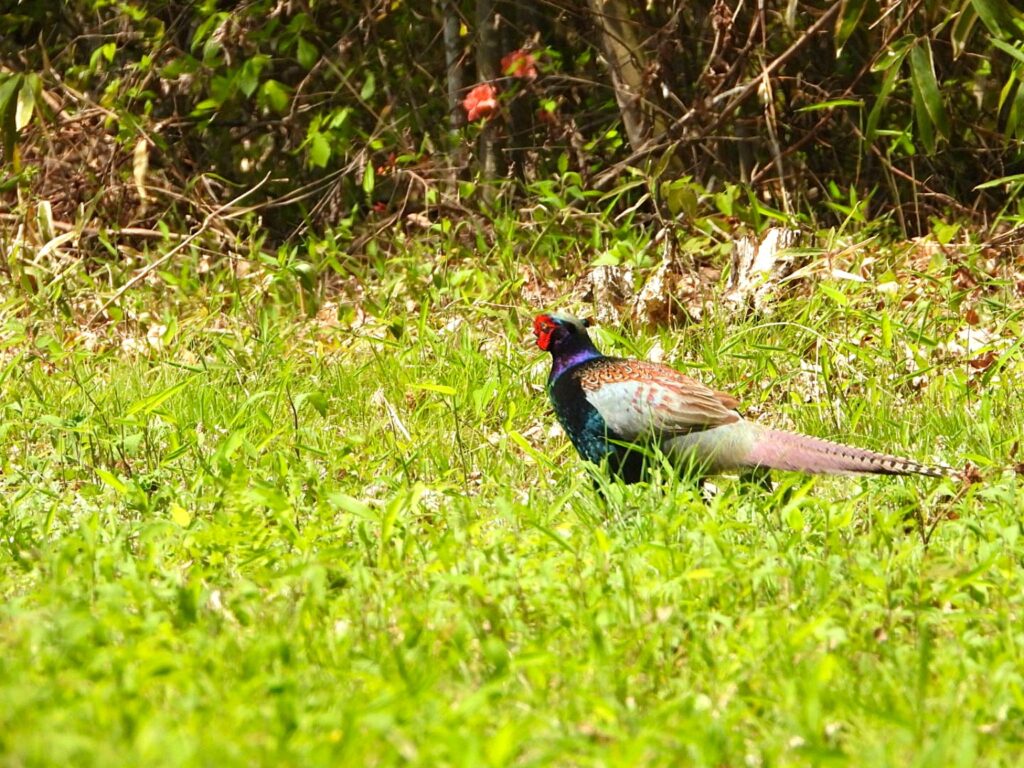 Japanese pheasant walking through grassland in Japan, long tail visible and natural countryside habitat