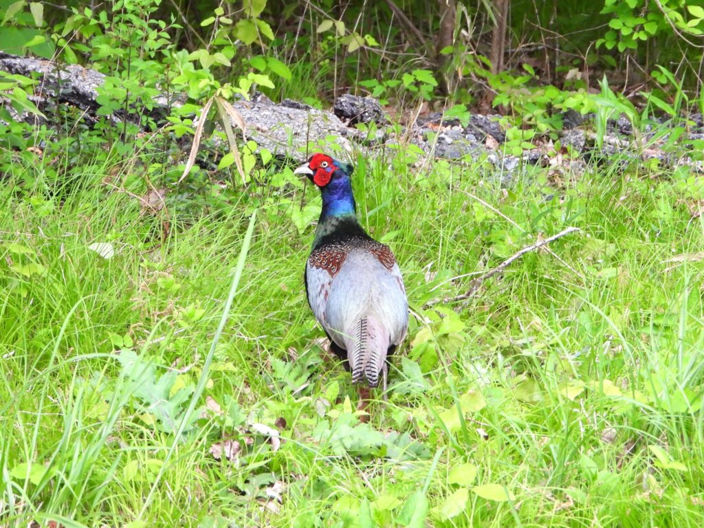 Japanese pheasant male standing in green grass, showing iridescent green body and red facial skin in natural habitat Japan