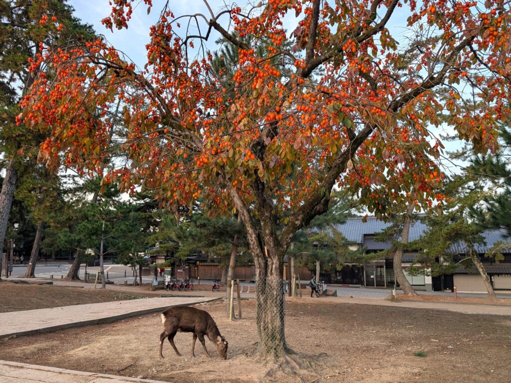 Japanese deer eating persimmons in autumn in Japan