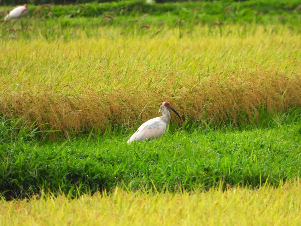 Wild crested ibis beside a rice field on Sado Island, Japan