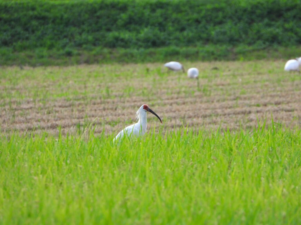 Wild crested ibis in a harvested rice field with other ibises in the background on Sado Island