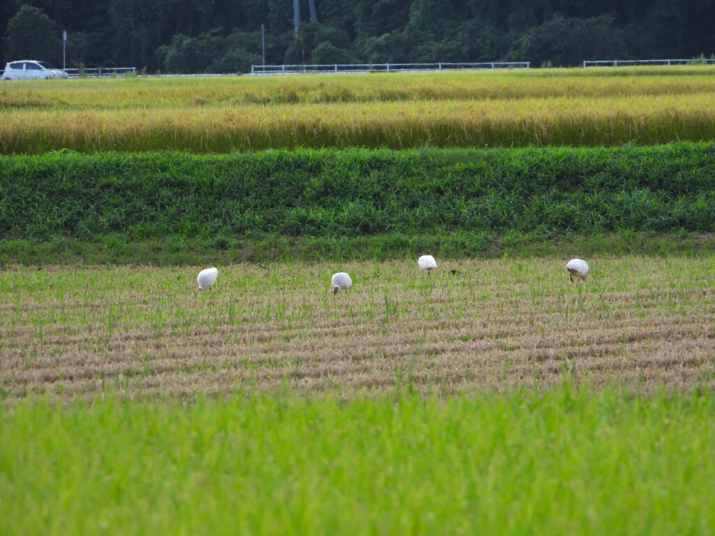 Group of wild crested ibises feeding in a harvested rice field on Sado Island, Japan
