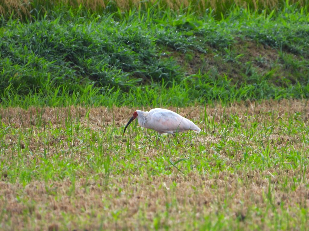 Wild crested ibis feeding in a harvested rice paddy on Sado Island