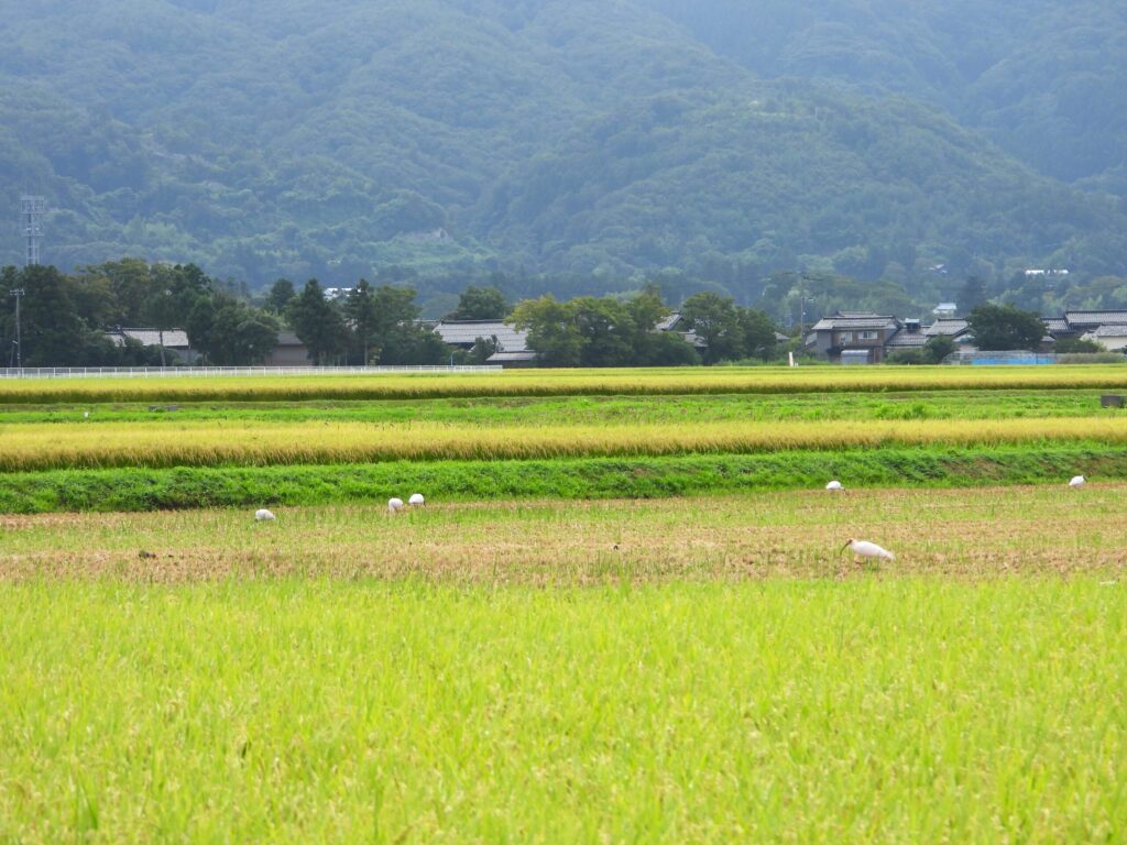 Wild crested ibises feeding in rice fields on Sado Island, Japan